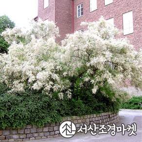 위성류나무 홀스돈크 화이트 C2포트 개화주 묘목 서산조경마켓, 1개