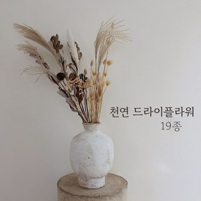 천연 드라이플라워 19종, 16.갈대