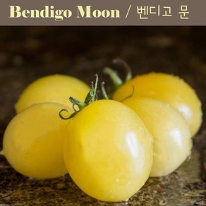 벤디고 문 Bendigo Moon 달콤하고 희귀토마토 방울 토마토 씨앗 교육 체험용, 1개