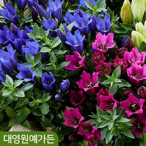 용담 가을꽃 12cm포트 2종 택1 야생화 다년초 정원수