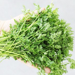 처빌 생잎 약10g(Chervil) 허브