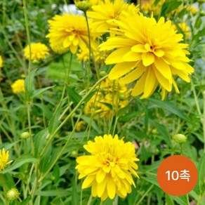 삼잎국화 겹삼잎국화 야생화 종근 뿌리모종