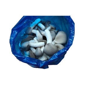 느타리버섯 1kg, 느타리-상(1kg), 1개