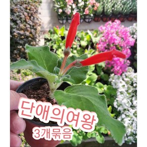 단애의여왕 3개묶음/이름처럼 꽃색은 그야말로 퀸 단애의 여왕, 3개