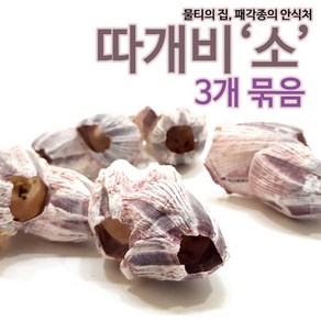 (3개묶음) 따개비 (소) 산란상/은신처/장식용품