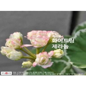 FL 화이트링제라늄 모종 갈색플라스틱화분 3개 묶음