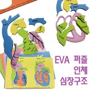 EVA 인체 심장구조 퍼즐 과학인체모형 인체구조