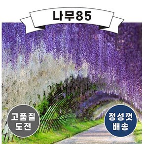 (나무85) 등나무(신품종 꽃등나무) 3종, 3. 구척등나무(나가노다) 접목1년 포트, 1개