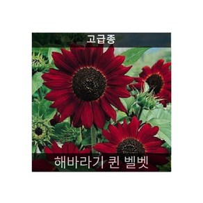 식용꽃 씨앗 모음 ... - (맨드라미 캐슬 오렌지 5000립), 해바라기 퀸 벨벳 10립, 1개