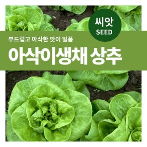 마이플랜트 아삭이생채 상추 야채 씨앗 3000립, 1개