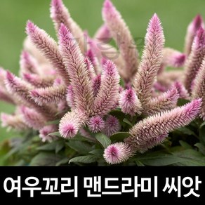 여우꼬리 맨드라미 씨앗 꽃씨 꽃씨앗 꽃 종자 20알