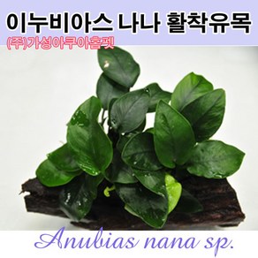 (주)가성아쿠아홈펫 이누비아스 나나 sp 활착유목수초 (크기12cm), 1개