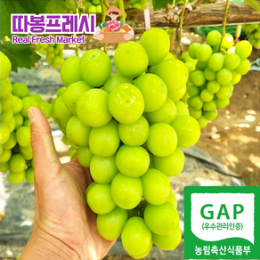 따봉프레시 GAP인증 백화점용 당도선별 과즙팡팡 황제 샤인머스켓, 1개, 2kg(실속형)