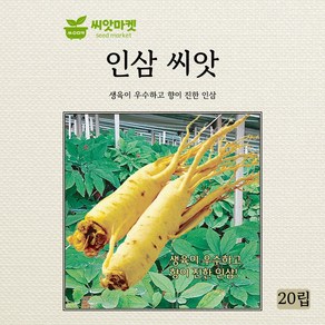 KS종묘 인삼 씨앗 20립, 1개