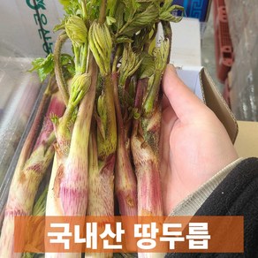 국내산 봄 나물 하우스 땅두릅, 1개, 500g