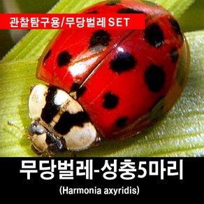 무당벌레 키우기 천적곤충 성충5마리, 1개