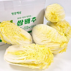 땅끝 해남 아삭아삭 맛있는 알배기배추, 500g, 12개