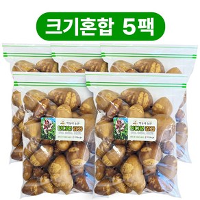 막둥이농산 해남 세척 인디언감자 아피오스, 1kg, 5개