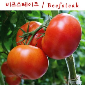 비프스테이크 토마토 Beefsteak 달콤한 희귀토마토 교육체험용 세트