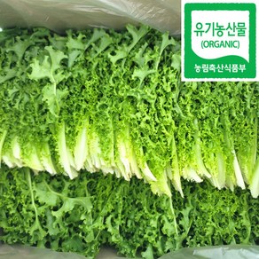 100% 유기농 친환경 치커리 1.3kg, 1.3kg(1개), 1개