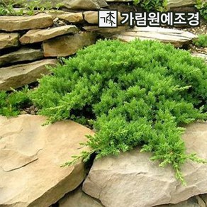 좀눈향 선좀눈향 상록수 정원수 조경수 가림원예조경, 좀눈향 폭40cm, 1개