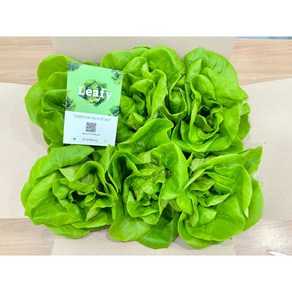 LEAFY 리피 버터헤드 1kg 유럽형 프리미엄 샐러드 상추 쌈채소 - 산지직송 당일수확 당일배송 [무농약 친환경], 1개