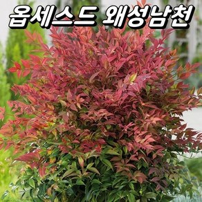 옵세스드 신품종 왜성남천(미니남천) 포트묘 노지월동 조경수, 1개, 포트묘(H15cm내외)