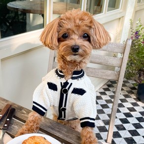 로로펫 강아지 고양이 노블레스가디건, 화이트, 1개