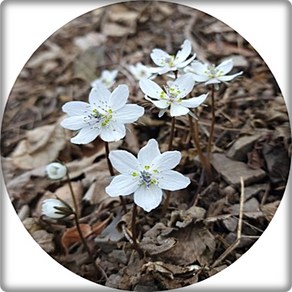 바람꽃 홑바람꽃 변산바람꽃 야생화 3포트묶음 화단가꾸기, 1세트