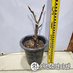 무화과나무 묘목 승정도후인 7치화분 결실주 서산조경마켓, 1개