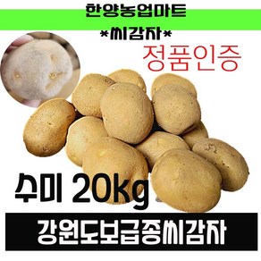 씨감자-한양바이오 수미 20kg 정품인증도장필수 강원도 보급종 씨감자/종자/반찬용감자