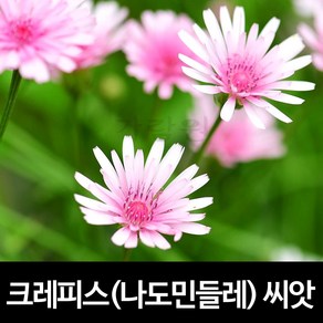 크레피스 씨앗 나도 민들레 종자 꽃씨 꽃씨앗 100알, 1개