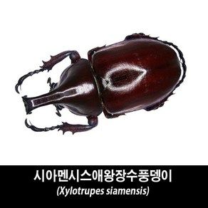 시아멘시스애왕장수풍뎅이표본-Xylotupes siamensis, 수컷 55~59mm, 1개