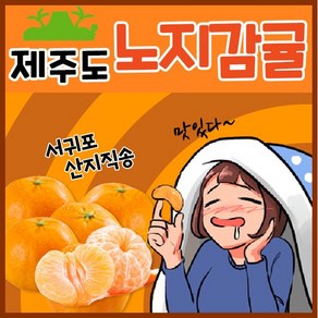 [득템몰] 제주도 귤 3kg 5kg 10kg 최상품 산지직송 황금향 선물 가정용 제주감귤 노지 감귤 밀감 고당도 과일, 2.5kg, 1개