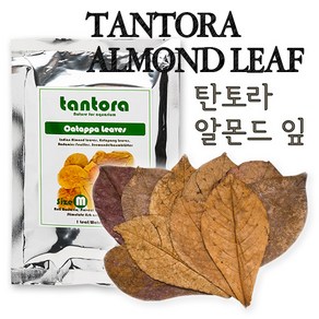 탄토라 알몬드잎 M (Tantoa Catappa leaves 10 Leaves/Bag), 1개