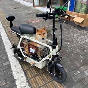 강아지전기자전거 전기자전거2인용