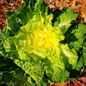 프레시팜 국내산 아삭한 봄동 진도 봄동, 1개, 1kg