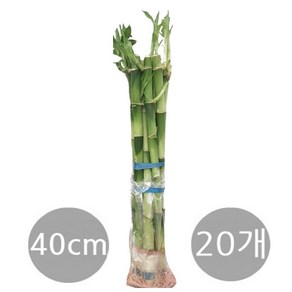 도도팜 1+1 개운죽 40cm (20ea) 수경식물 공기정화 습도조절, 2개