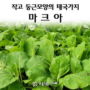 [모종심는아빠] 작고 둥근모양의 태국가지 마크아 모종, 10개