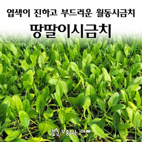 [모종심는아빠] 엽색이 진하고 부드러우며 월동이 되는 땅딸이시금치 모종