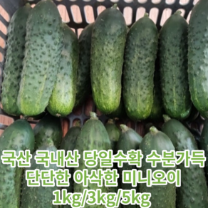 국산 국내산 당일수확 수분가득 단단하고 아삭한 미니오이 1kg/3kg/5kg 미니오이1키로 아삭미니오이 미니오이스낵오이 피클용미니오이 피클오이 미니오이 베이비오이 꼬마오이