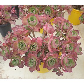 [수암다육] 로스코프 대품 랜덤발송 Aeonium 'Roscov' 랜덤발송 다육 다육이 다육식물