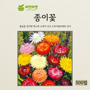 아람종묘 종이꽃 밀짚꽃 씨앗 500립, 1개