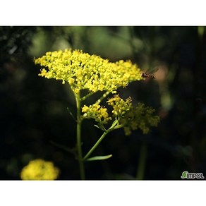[평창][5포트]마타리(패장근), 5개