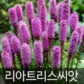 리아트리스씨앗 리아트리스 씨앗 꽃씨 꽃씨앗 100알, 1개