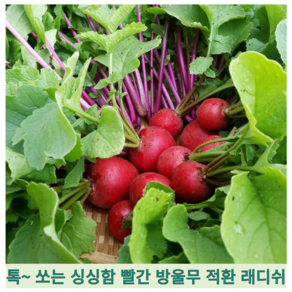 국내산 신선한 래디쉬 300g 500g 1kg 2kg 국산 싱싱한 적환무 방울무 래디시 적환 레디쉬 빨간무 생레데쉬 샐러드채소, 1개