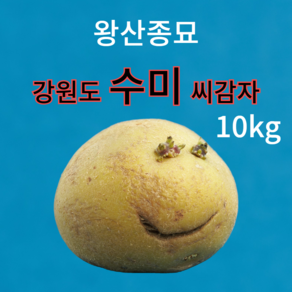 파머스토리 왕산종묘 수미 씨감자 감자 종자, 1박스, 10kg