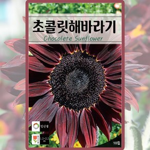 초콜릿해바라기 씨앗 10립, 1개