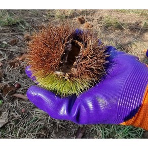 밤가시장갑 두릅 알밤 성개 복분자 장미장갑 찔림방지 5켤레, 5개