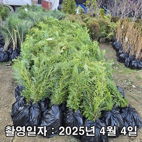 착한가격 나무생각 / 편백나무 / 실생2년 / 연결 포트, 1개
